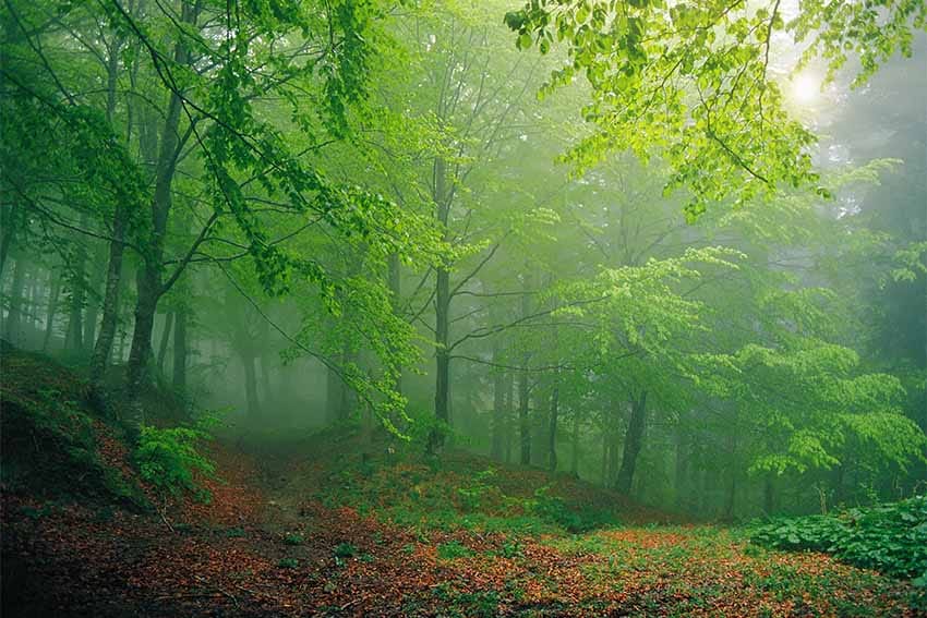 Le Foreste Casentinesi Trenta Foto Per Trent Anni Di Parco Parco